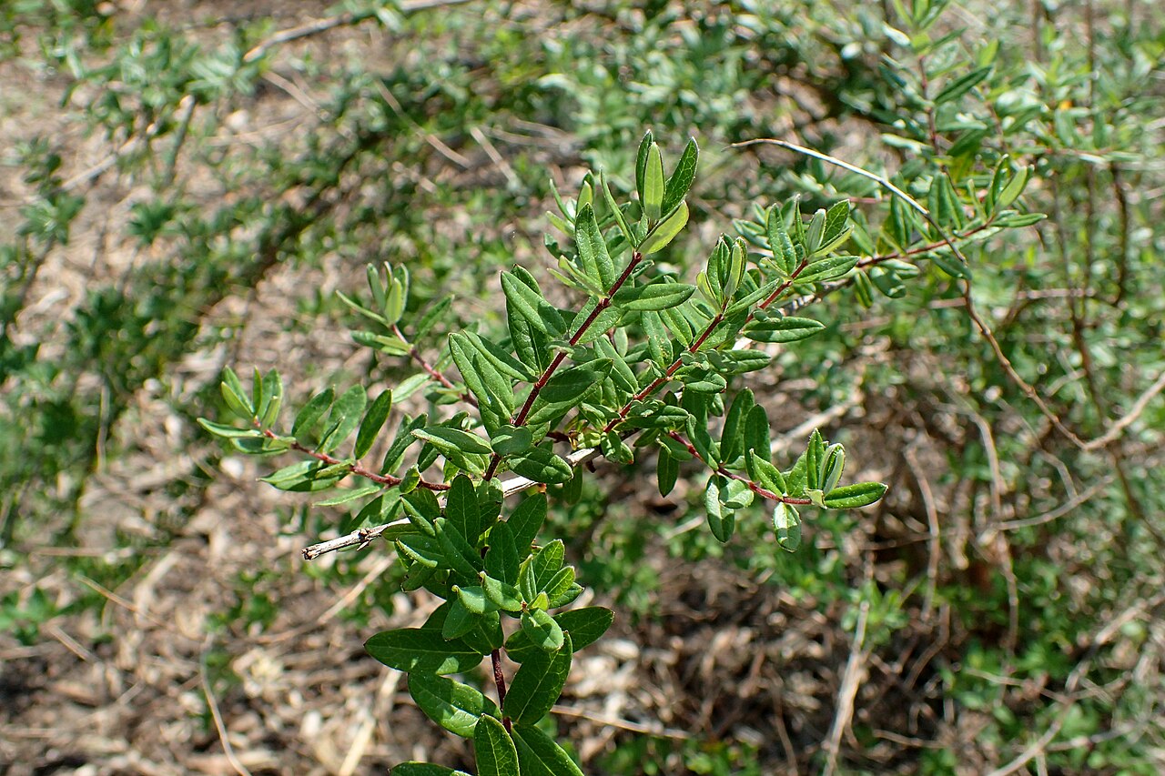 Lonicera rupicola: Lonicera rupicola (labelled as Lonicera thibetica) in the Botanischer Garten, Berlin-Dahlem