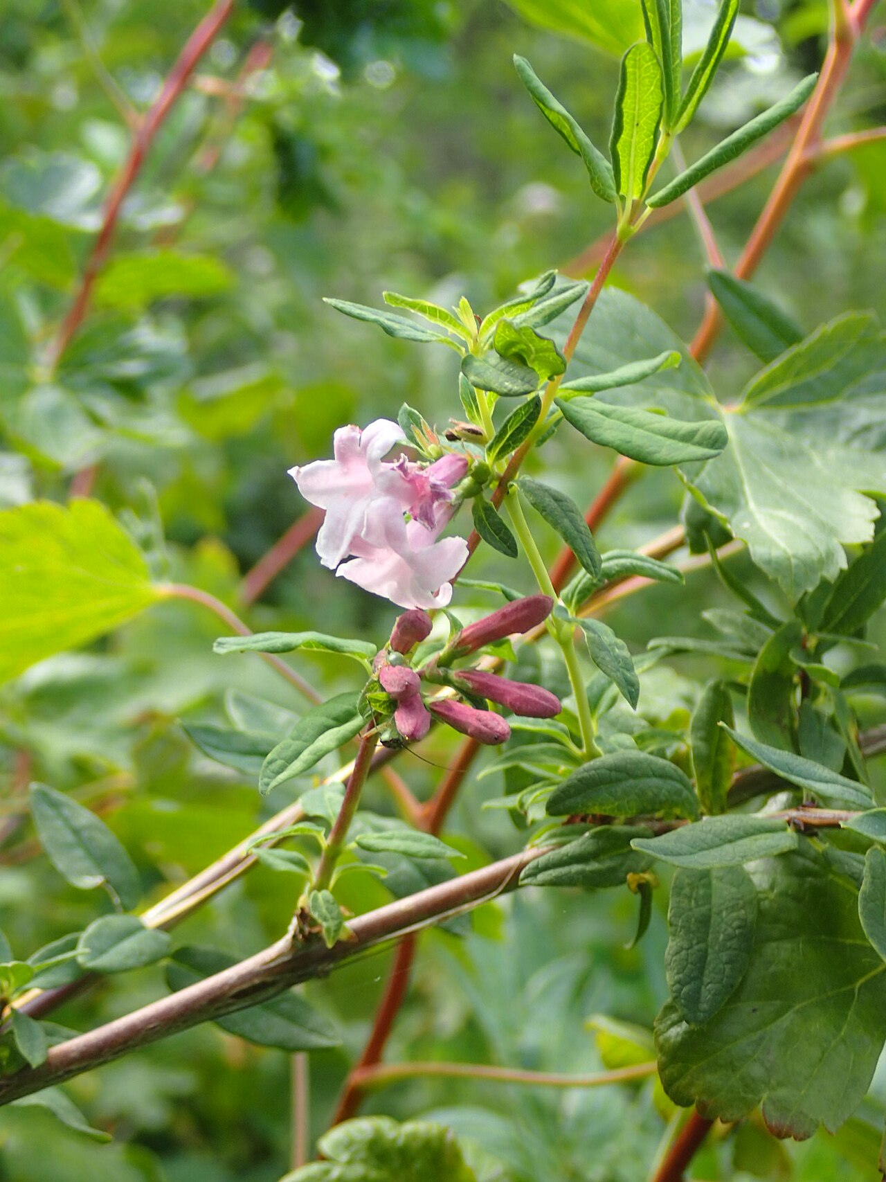 Lonicera rupicola: Lonicera syringantha