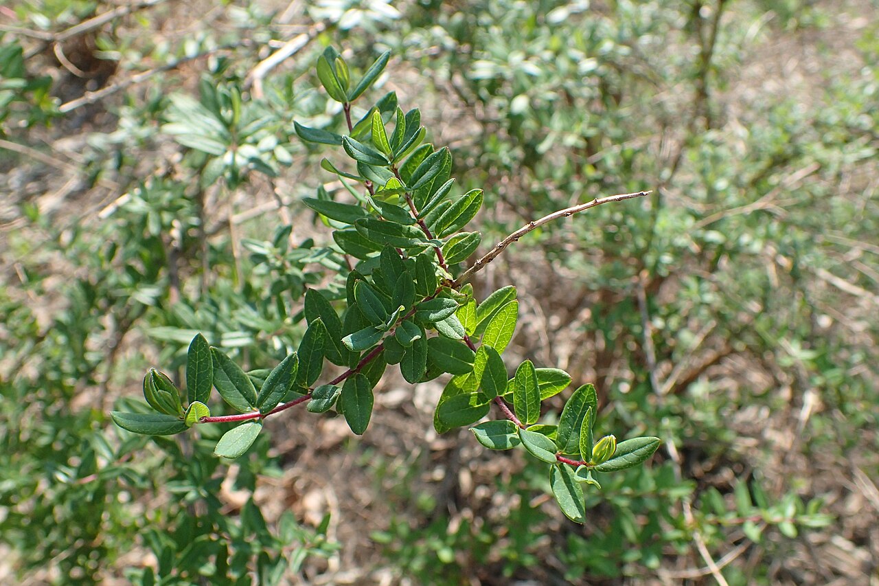 Lonicera rupicola: Lonicera rupicola (labelled as Lonicera thibetica) in the Botanischer Garten, Berlin-Dahlem