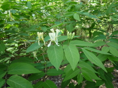 Manchurian honeysuckle (Lonicera ruprechtiana)
