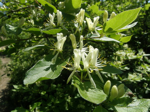 Manchurian honeysuckle (Lonicera ruprechtiana)