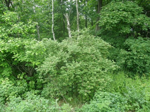 Manchurian honeysuckle (Lonicera ruprechtiana)