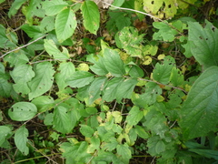 Manchurian honeysuckle (Lonicera ruprechtiana)