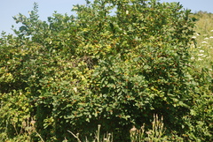 Manchurian honeysuckle (Lonicera ruprechtiana)
