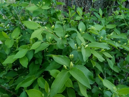 Manchurian honeysuckle (Lonicera ruprechtiana)