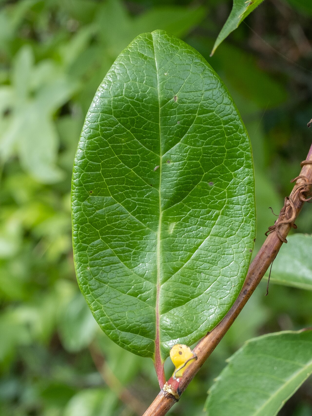 Trumpet honeysuckle: Coral honeysuckle ( Lonicera sempervirens ) in the United States
