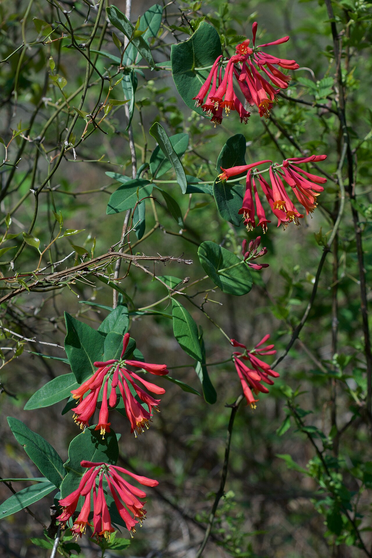 Trumpet honeysuckle: Species from eastern North America Common name: Trumpet Honeysuckle, Coral honeysuckle Photographed at Middle Fork Barrens Natural Area, Saline County, Arkansas
