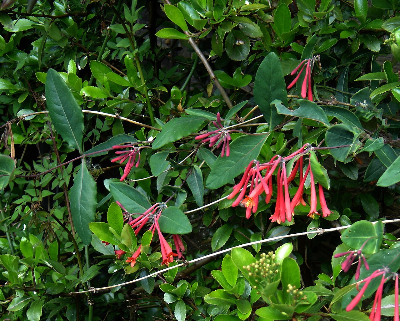 Trumpet honeysuckle: I've never been sure why the only version of this stunning red flowered (but scentless - hummingbirds have no sense of smell apparently) North American honeysuc