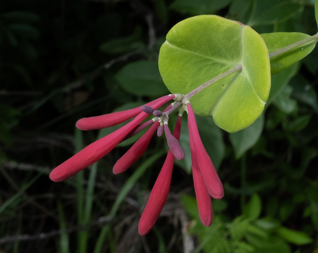 Trumpet honeysuckle: Coral honeysuckle ( Lonicera sempervirens ) in the United States