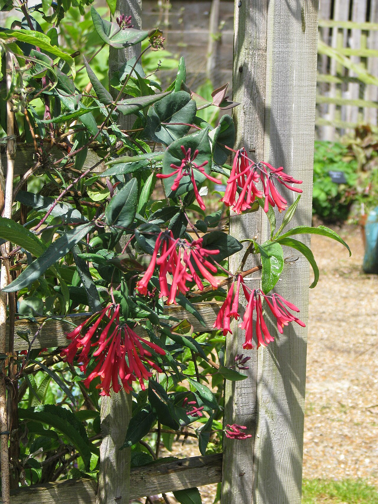 Trumpet honeysuckle: Lonicera sempervirens Cedar Lane