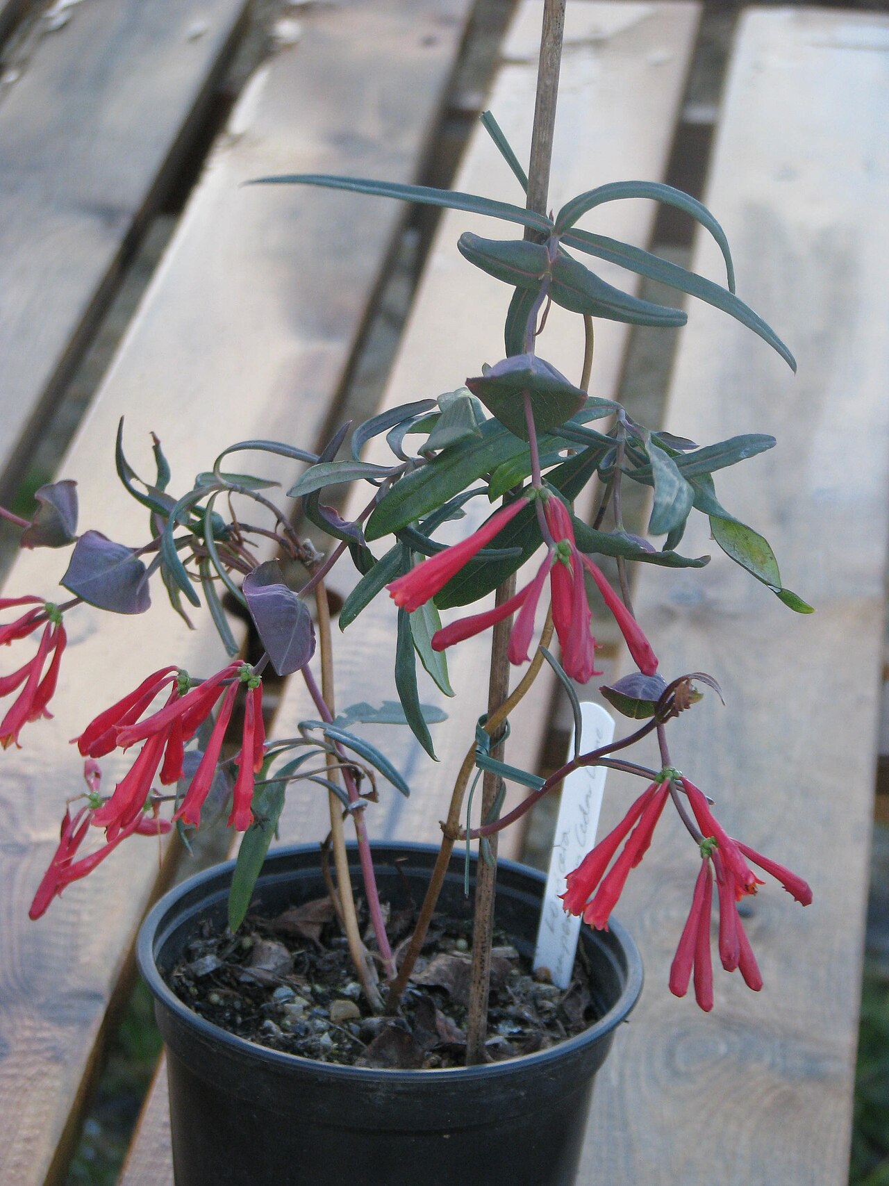 Trumpet honeysuckle: An amazing variety - always starts early but not usually this early. It has been so mild
