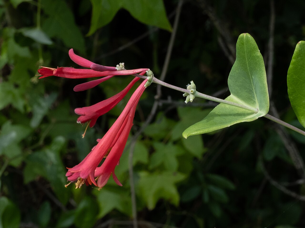 Trumpet honeysuckle: Coral honeysuckle ( Lonicera sempervirens ) in the United States