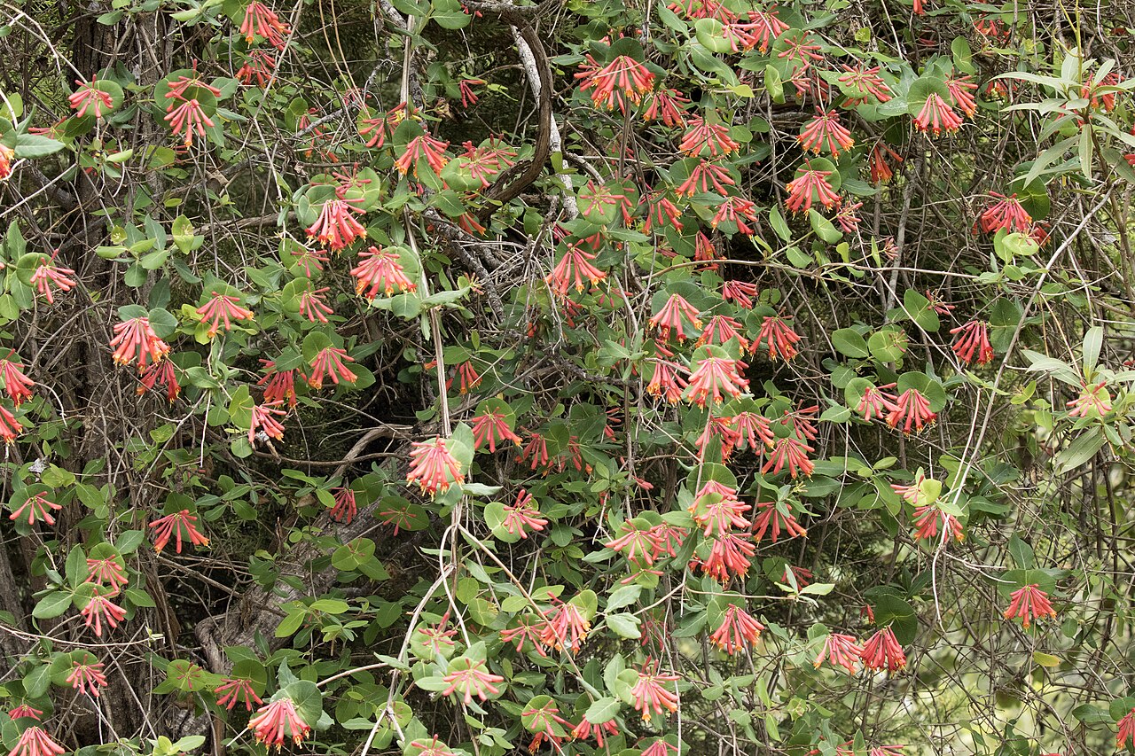 Trumpet honeysuckle: Coral honeysuckle ( Lonicera sempervirens ). Balcalı - Adana, Turkey.