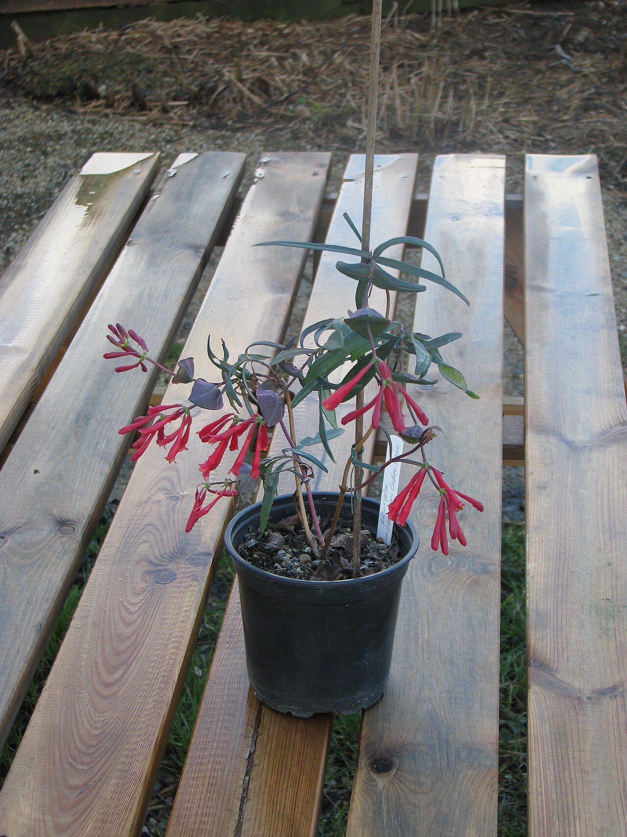 Trumpet honeysuckle: Weirdly I only managed to strike one cutting of this last summer, and now look at it! An excellent variety - much nicer than the common hybrid, x brownii