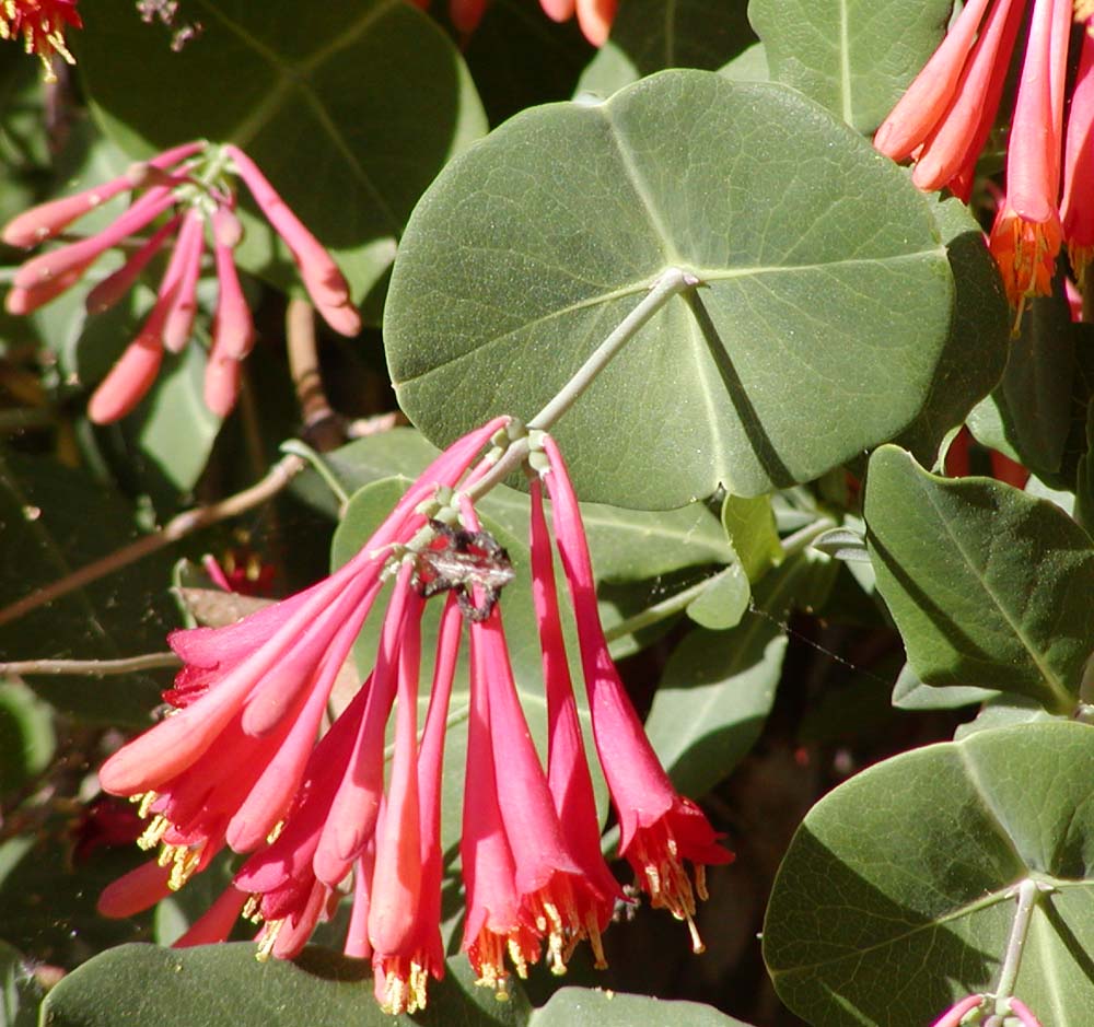 Trumpet honeysuckle: Photo of Lonicera sempervirens (Trumpet Honeysuckle) at the Desert Demonstration Garden in Las Vegas