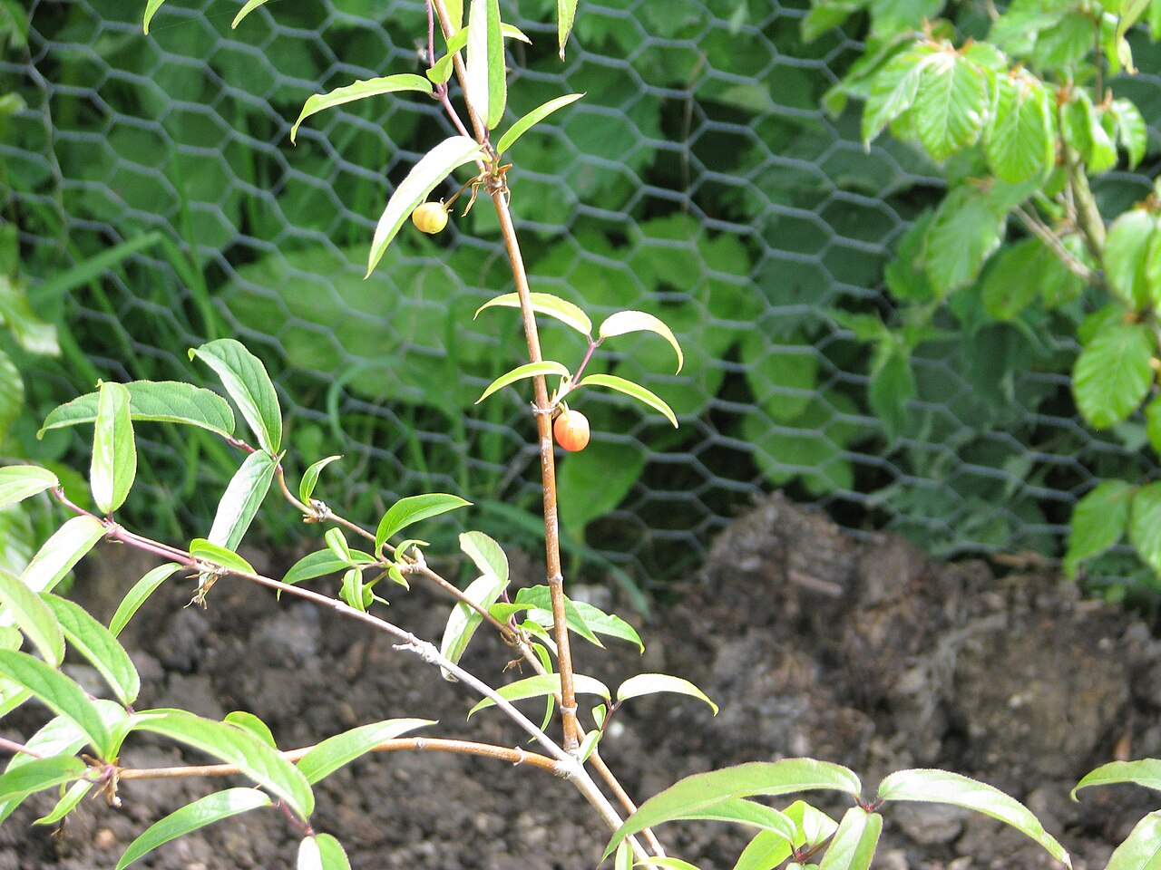 Standish's honeysuckle: Lonicera standishii Budapest