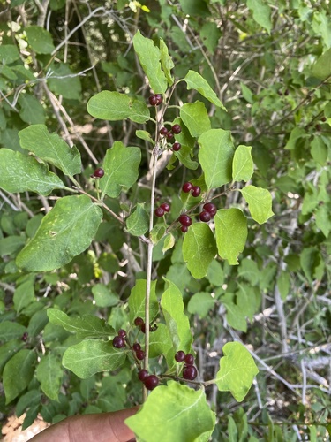Lonicera steveniana (Lonicera steveniana)