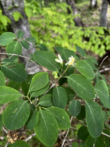 Lonicera steveniana (Lonicera steveniana)