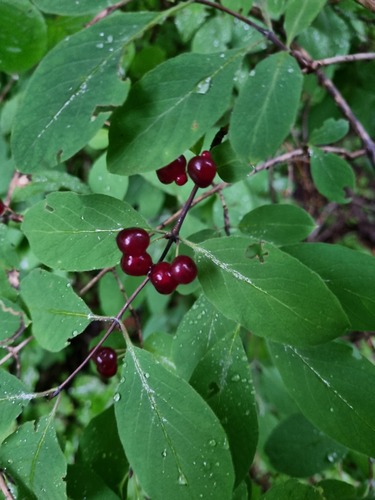 Lonicera steveniana (Lonicera steveniana)