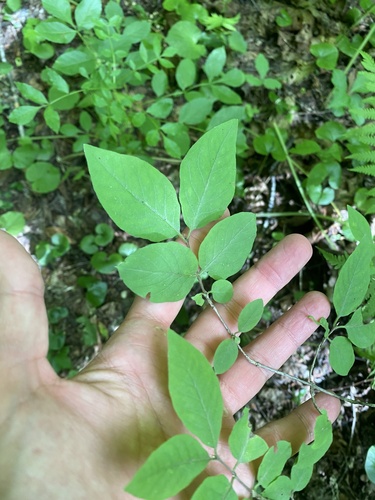 Lonicera steveniana (Lonicera steveniana)