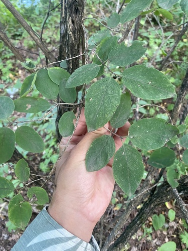 Lonicera steveniana (Lonicera steveniana)
