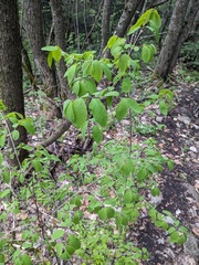 Lonicera steveniana (Lonicera steveniana)