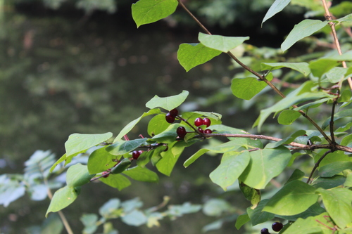 Lonicera steveniana (Lonicera steveniana)
