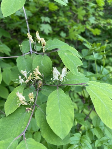 Lonicera steveniana (Lonicera steveniana)