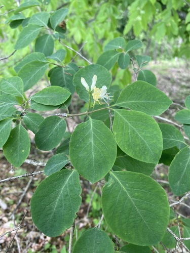 Lonicera steveniana (Lonicera steveniana)