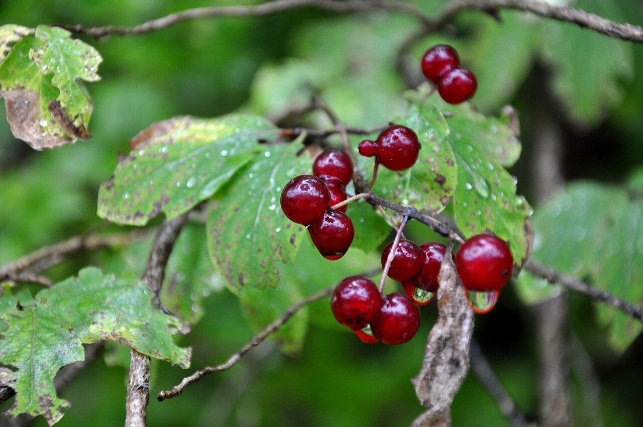 Lonicera steveniana: Taken in Skhmeri