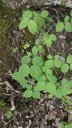 Lonicera steveniana (Lonicera steveniana)