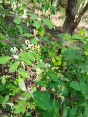 Lonicera steveniana (Lonicera steveniana)