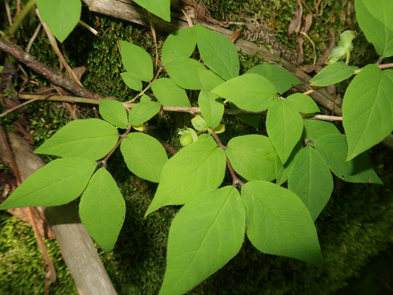 Lonicera strophiophora: Lonicera strophiophora , Miyako city, Iwate pref., Japan