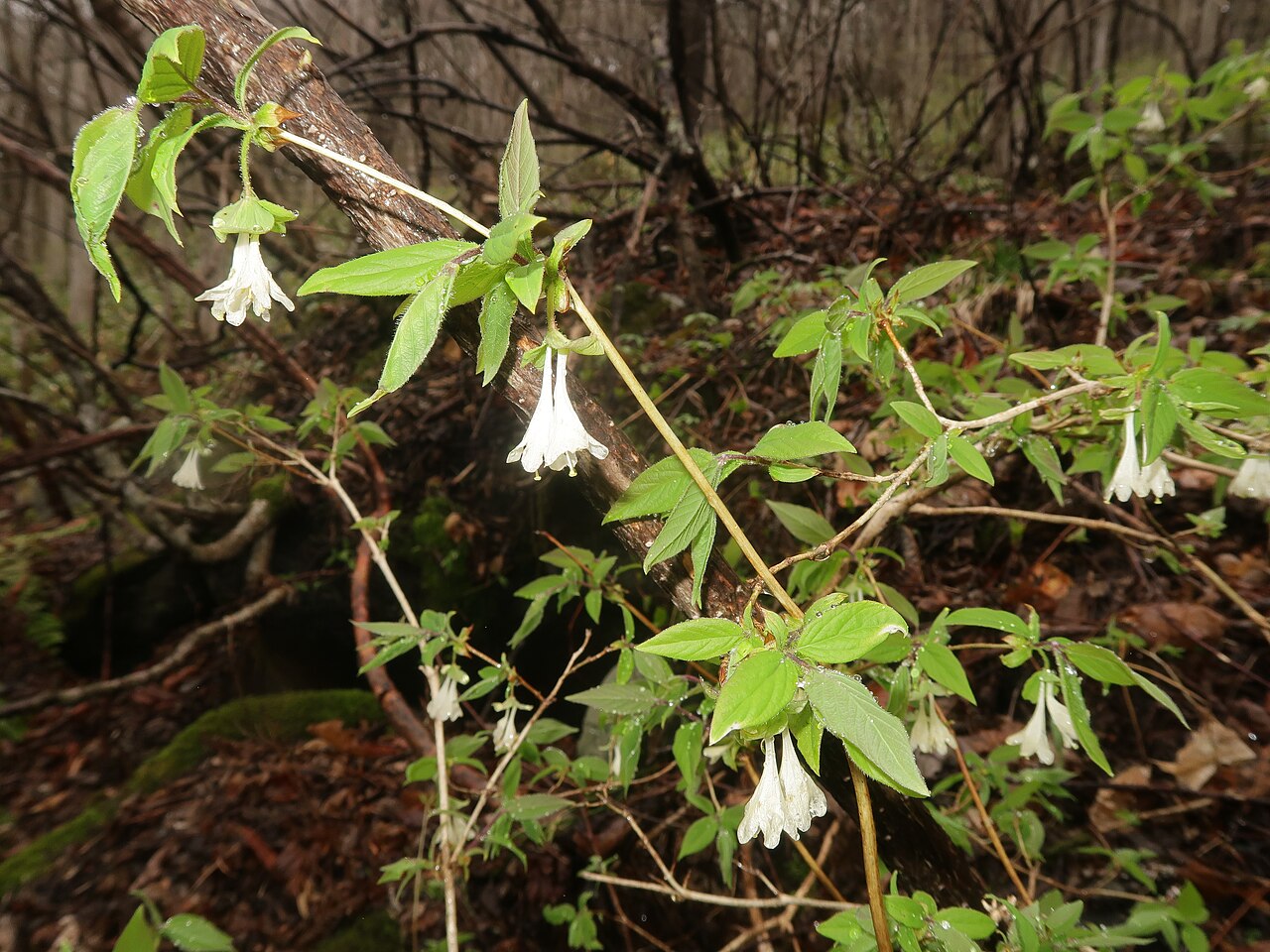 Lonicera strophiophora: Lonicera strophiophora , Miyako city, Iwate pref., Japan