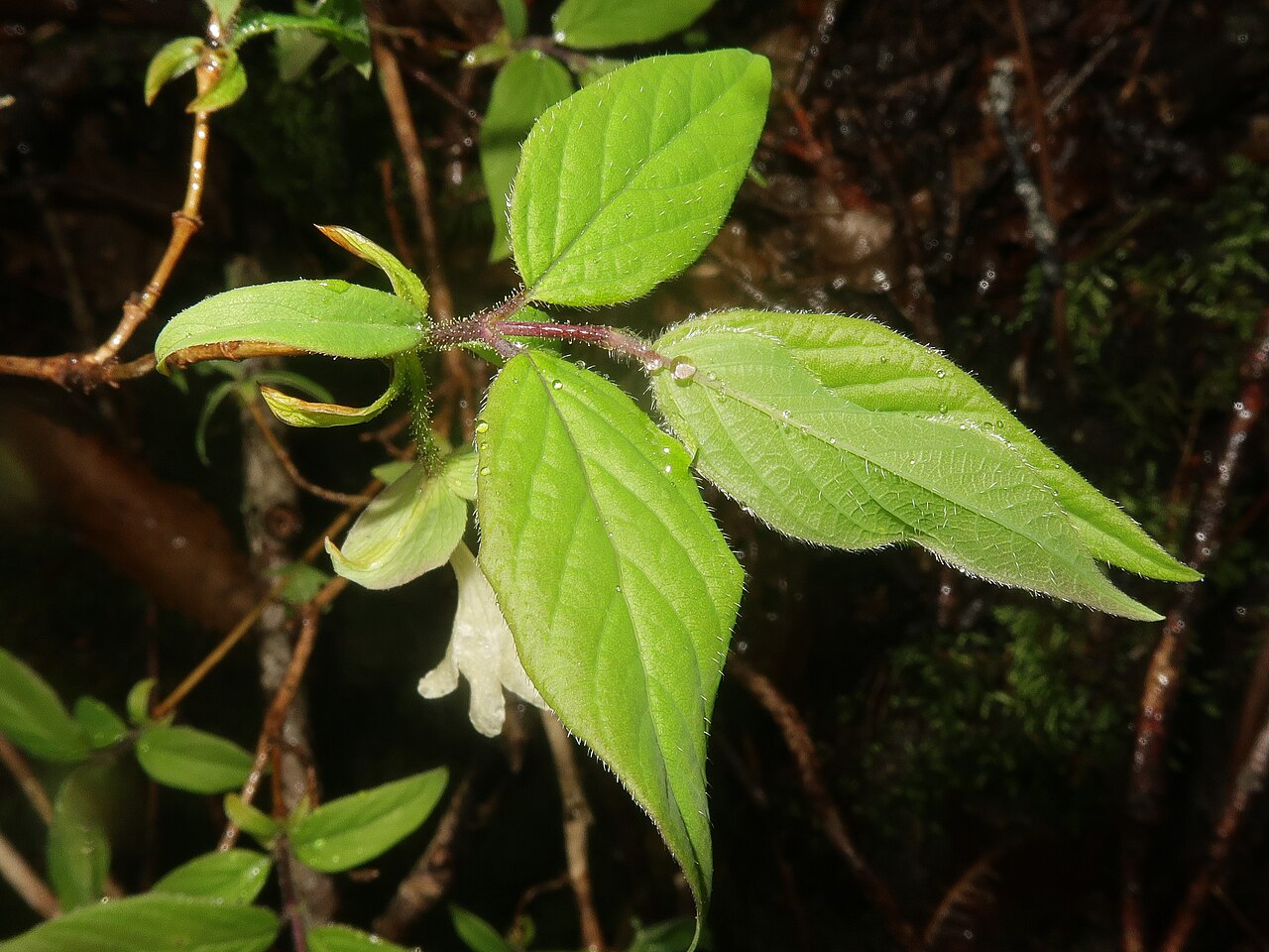 Lonicera strophiophora: Lonicera strophiophora , Miyako city, Iwate pref., Japan