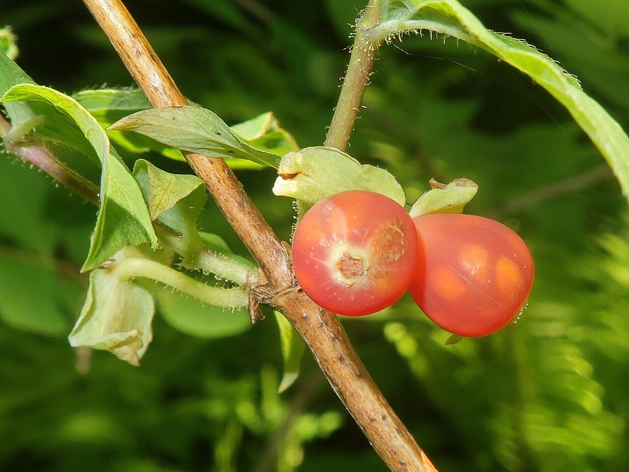 Lonicera strophiophora: Lonicera strophiophora , Miyako city, Iwate pref., Japan