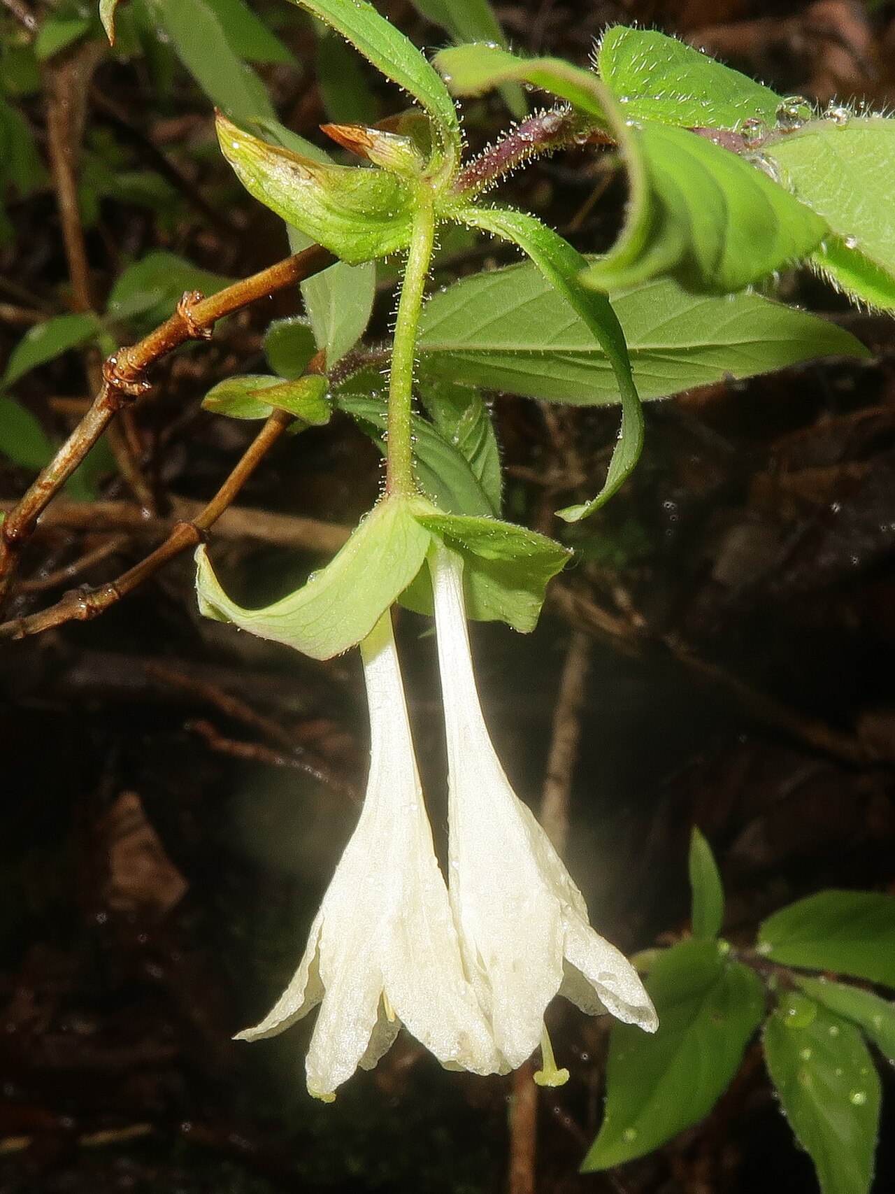 Lonicera strophiophora: Lonicera strophiophora , Miyako city, Iwate pref., Japan