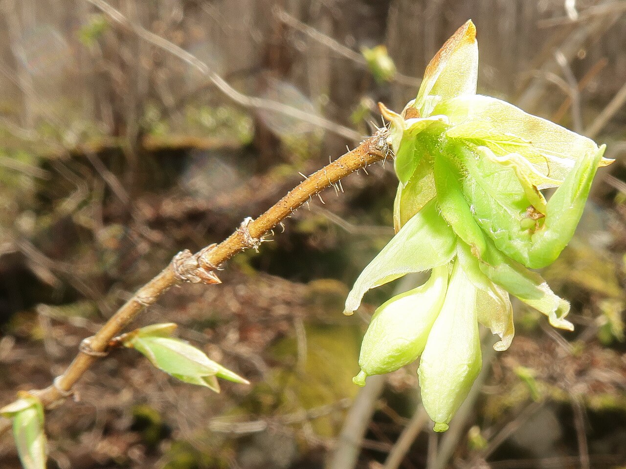 Lonicera strophiophora: Lonicera strophiophora , Miyako city, Iwate pref., Japan