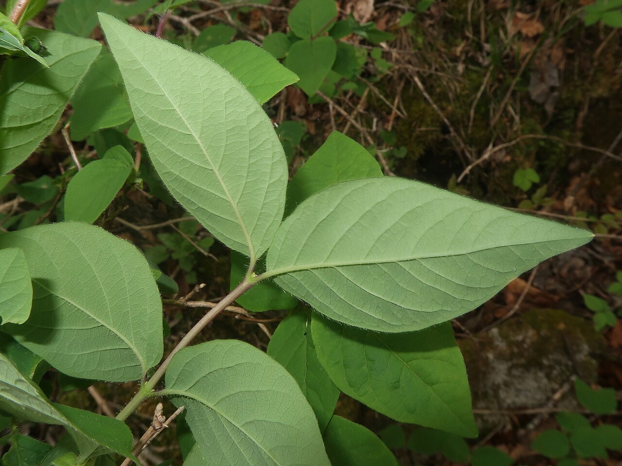 Lonicera strophiophora: Lonicera strophiophora , Miyako city, Iwate pref., Japan