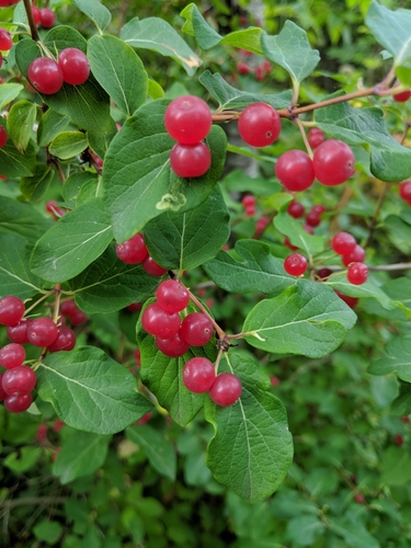 Tatarian honeysuckle (Lonicera tatarica)