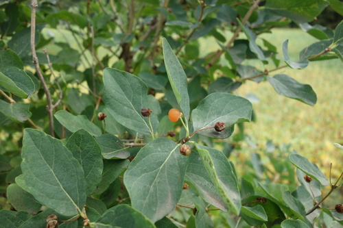 Tatarian honeysuckle (Lonicera tatarica)