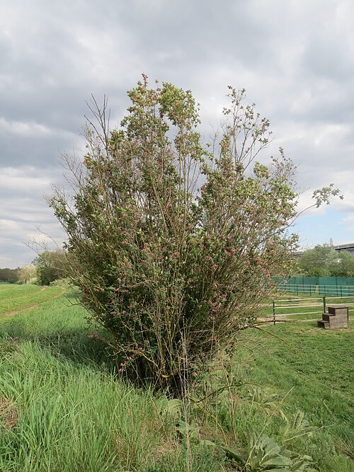 Tatarian honeysuckle: Tataren-Heckenkirsche ( Lonicera tatarica ) im Hockenheimer Rheinbogen