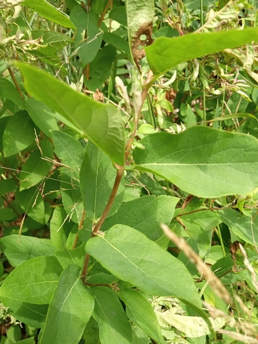 Tatarian honeysuckle (Lonicera tatarica)