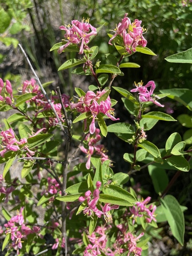 Tatarian honeysuckle (Lonicera tatarica)
