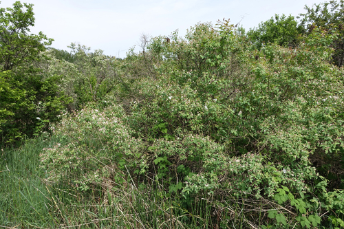 Tatarian honeysuckle (Lonicera tatarica)