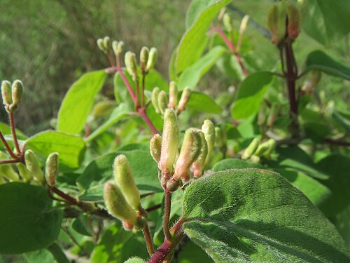 Tatarian honeysuckle: Tataren-Heckenkirsche ( Lonicera tatarica ) im Hockenheimer Rheinbogen