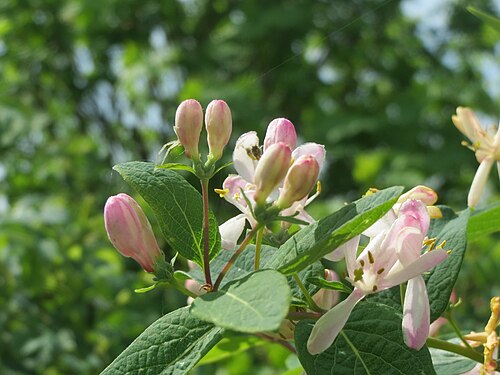 Tatarian honeysuckle: Tataren-Heckenkirsche ( Lonicera tatarica ) im Hockenheimer Rheinbogen