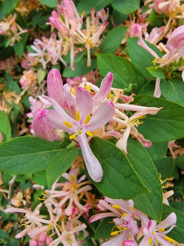 Tatarian honeysuckle (Lonicera tatarica)