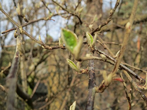Tatarian honeysuckle: Tataren-Heckenkirsche ( Lonicera tatarica ) am Meerwiesertalweg in Saarbrücken