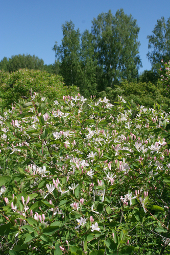 Tatarian honeysuckle (Lonicera tatarica)
